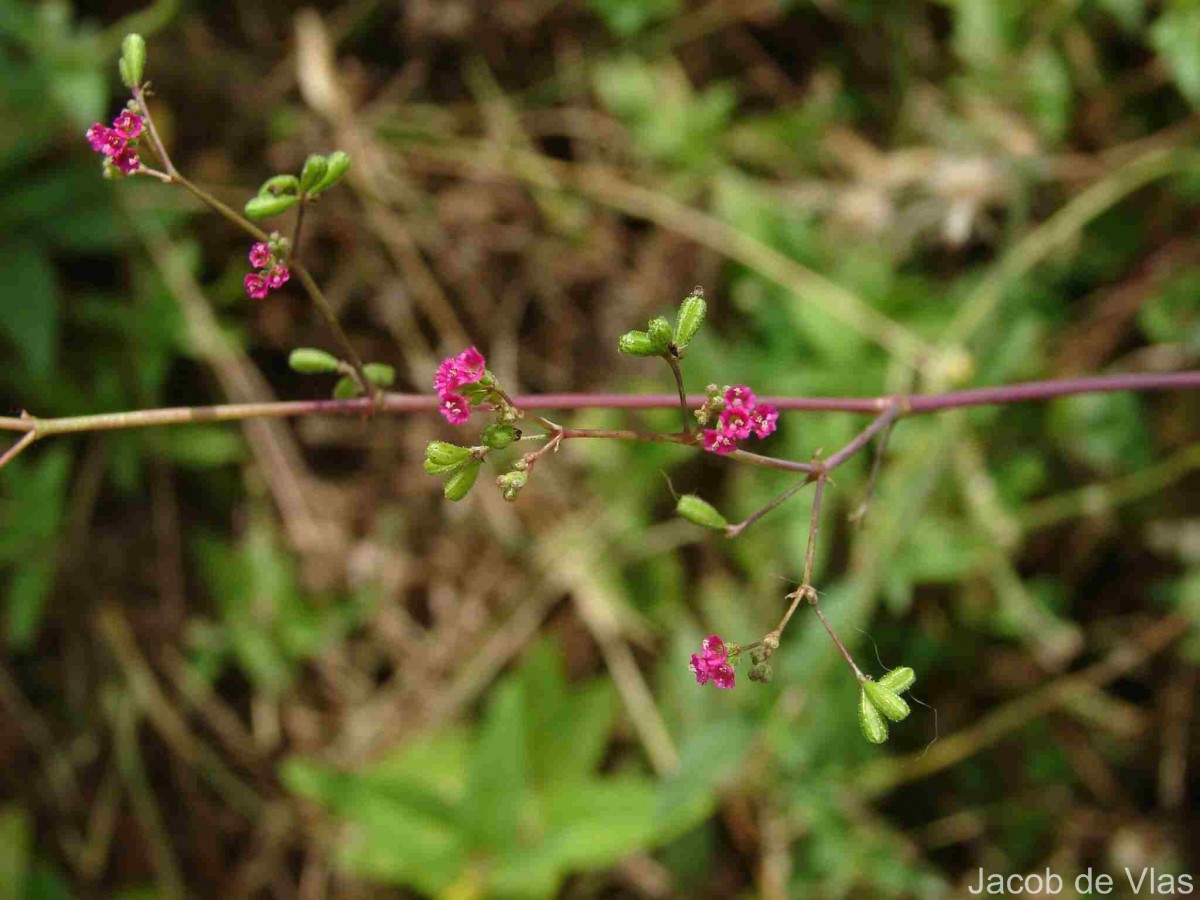 Boerhavia diffusa L.